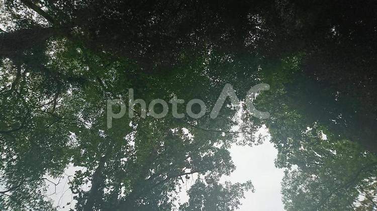 木漏れ日 自然,山,木漏れ日の写真素材