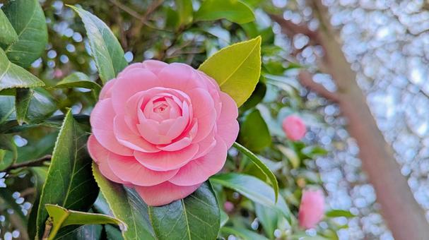 森に咲く乙女椿の花 乙女椿,花,植物の写真素材