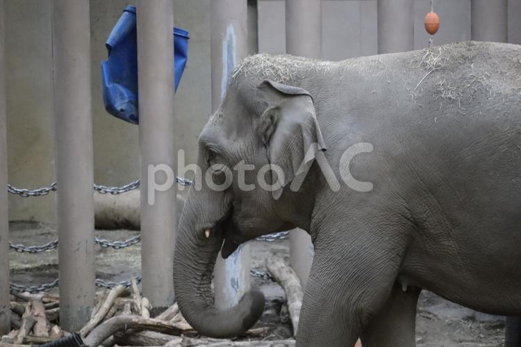 アジアゾウ 象,動物,哺乳類の写真素材