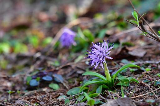 高原に咲き誇るショウジョウバカマの花 高原に咲き誇るショウジョウバカマの花の写真