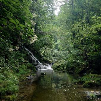 渓流の滝（曇り） 山,木,滝の写真素材