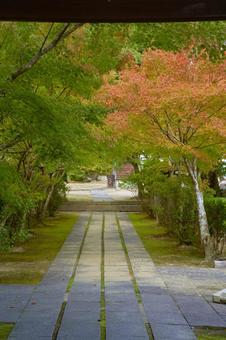 紅葉 紅葉の写真