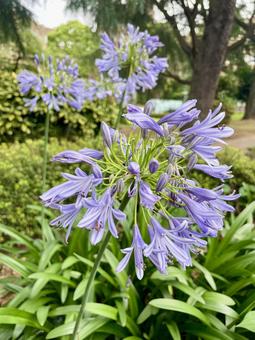 Photo, agapanthus, murasaki kunsiran, purple clam, 