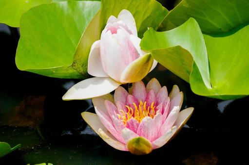 Photo, early summer, flower, water lily, 