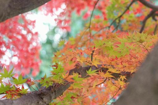 紅葉-19 紅葉-19の写真