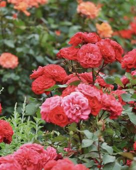 赤いバラ 赤いバラの写真