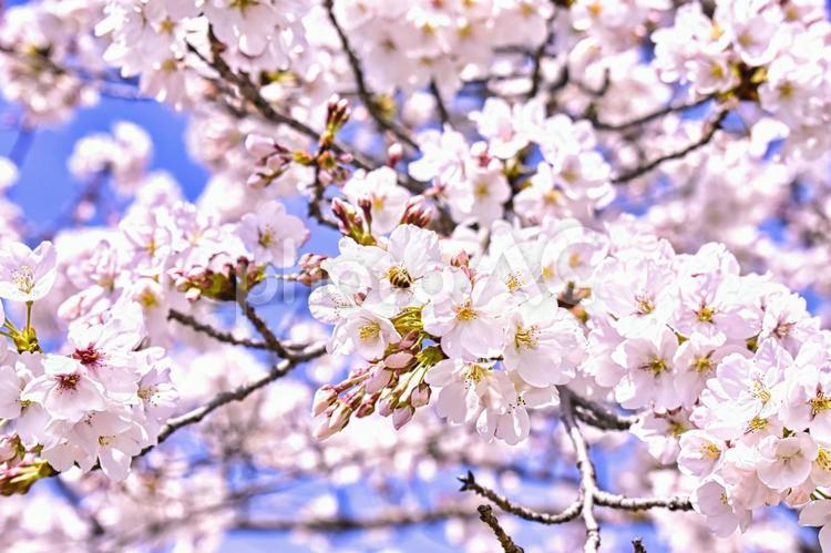 桜の花　アップ写真 桜,花,植物の写真素材