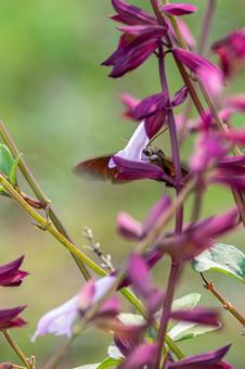 ホシホウジャク⑻の写真