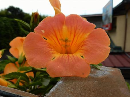 【花の写真】ノウゼンカズラ 【花の写真】ノウゼンカズラの写真
