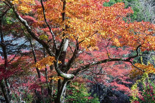 朝日をあびたモミジの木 紅葉,もみじ,モミジの写真素材