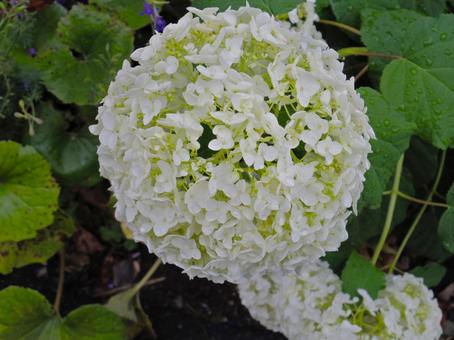 白い紫陽花 紫陽花,あじさい,白いあじさいの写真素材