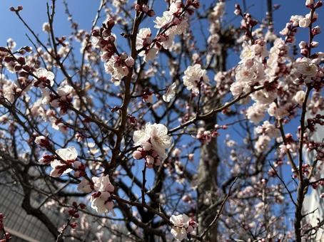 早春に咲く白梅の花 早春に咲く白梅の花の写真