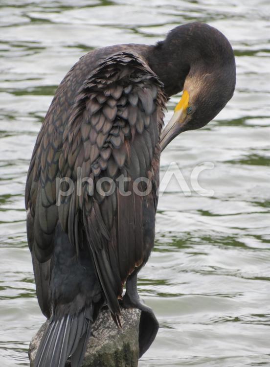 毛繕いをしている一羽の鵜 鵜,鳥,生き物の写真素材