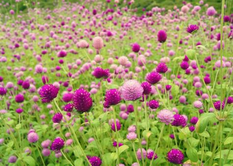 Zinnia Raspberry Field 1, JPG