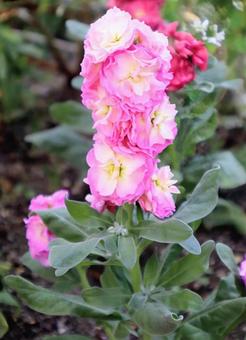 ガーデンストック ストック,花,flowerの写真素材