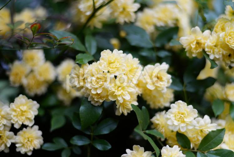モッコウバラ モッコウバラ,薔薇,花の写真素材