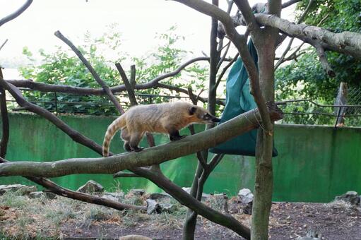 ハナグマ ハナグマの写真