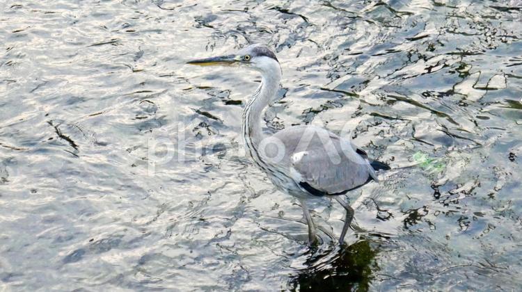 早朝の川辺で餌を探す幼いアオサギ アオサギ,幼鳥,鳥の写真素材