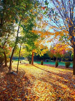 秋の公園 秋の公園の写真