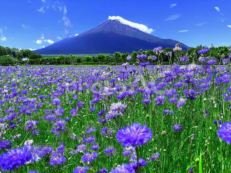 富士山麓のヤグルマギク 富士山,ヤグルマギク,紫の写真素材