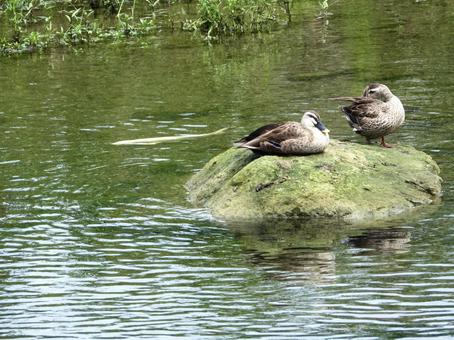 岩の上のカモと川面を泳ぐ白いコイ 岩の上のカモと川面を泳ぐ白いコイの写真