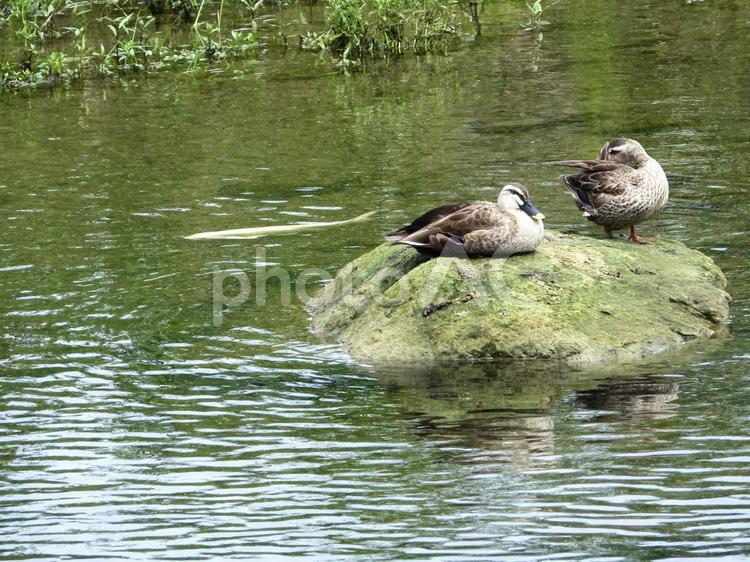 岩の上のカモと川面を泳ぐ白いコイ 鳥,野鳥,カモの写真素材