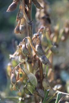 できの悪い丹波黒豆　葉を切り収穫前乾燥中 丹波黒豆,丹波種黒豆,黒豆の写真素材