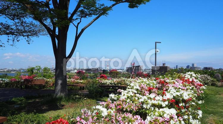 なぎさ公園・ツツジ＆対岸の浦安・江戸川区 春,ツツジ,花の写真素材