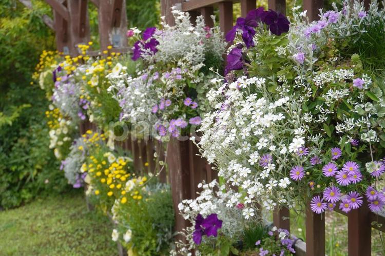春の花の寄せ植え（吊り下げ）08 花,寄せ植え,春の写真素材