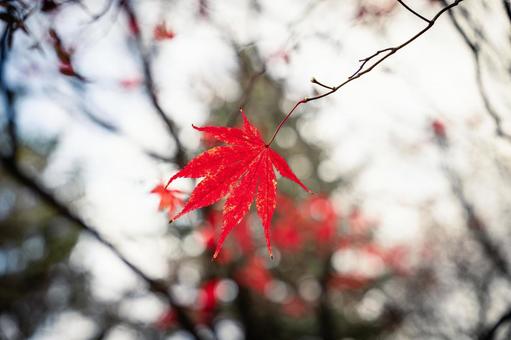 北海道の紅葉したもみじの葉 北海道の紅葉したもみじの葉の写真