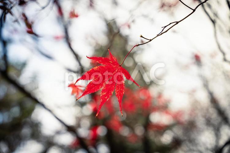 北海道の紅葉したもみじの葉 紅葉,秋,自然の写真素材