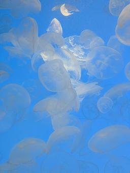くらげ くらげ くらげ,海月,ブルーの写真素材