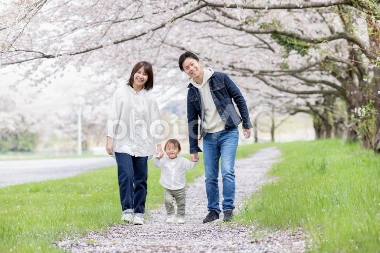 桜の咲く公園を歩く家族 桜,人物,男性の写真素材