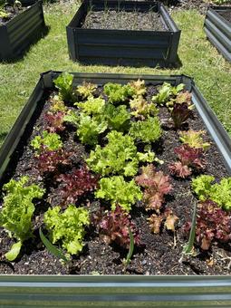 レイズベッドで栽培してるレタス２ 家庭菜園,レイズベッド,レタスの写真素材