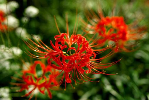 季節の花960 季節の花960の写真