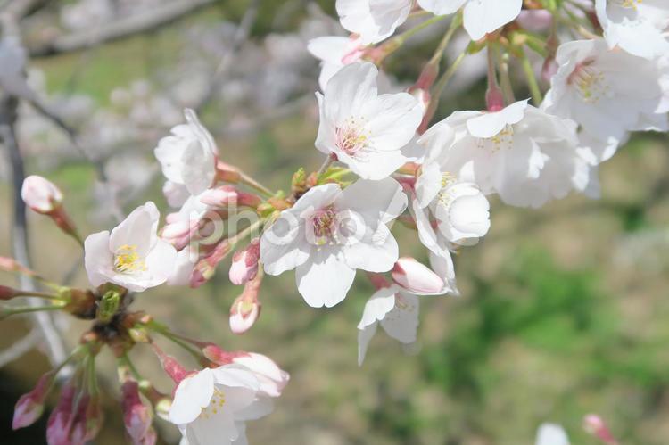 千川上水の桜（さくら22） さくら,桜,花の写真素材
