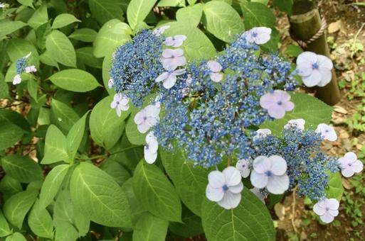 紫陽花 紫陽花の写真