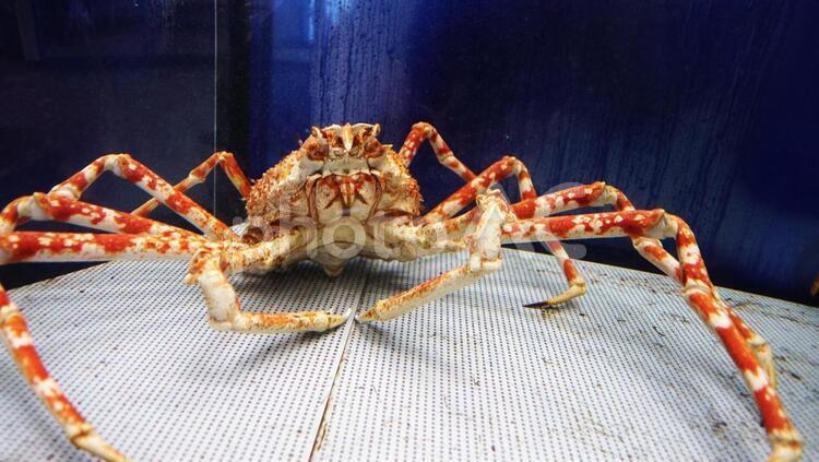 水族館の人気者 カニ,海の生物,魚類の写真素材