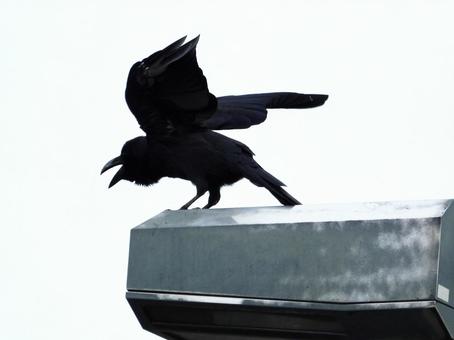 街灯の上で羽を広げ鳴くカラス 鳥,野鳥,カラスの写真素材