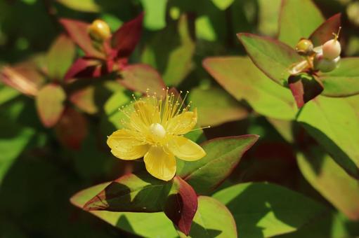 Photo, tutsan, kobozu disciple, yellow flowers, 