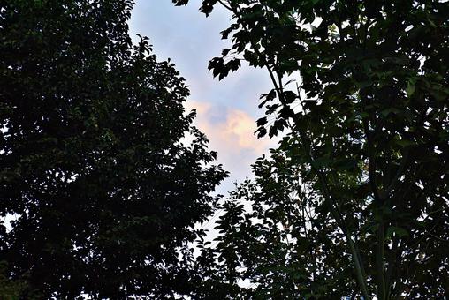 葉陰から見上げる夕空の写真