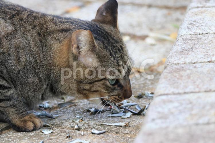 公園ネコ 沖縄県 那覇市 公園ネコ 沖縄県 那覇市 ネコ,ねこ,クロネコの写真素材