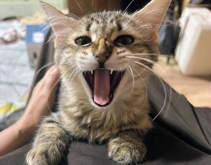 大きな口を開けて泣く子猫 大きな口を開けて泣く子猫 目,動物,ペットの写真素材