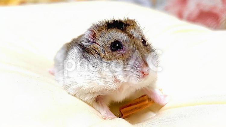 枕の上のジャンガリアンハムスター4 ジャンガリアンハムスター,ハムスター,飼育の写真素材