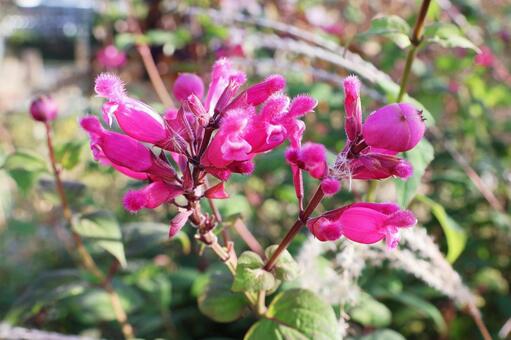 サルビア３（咲くやこの花館） サルビア,花,赤紫色の写真素材