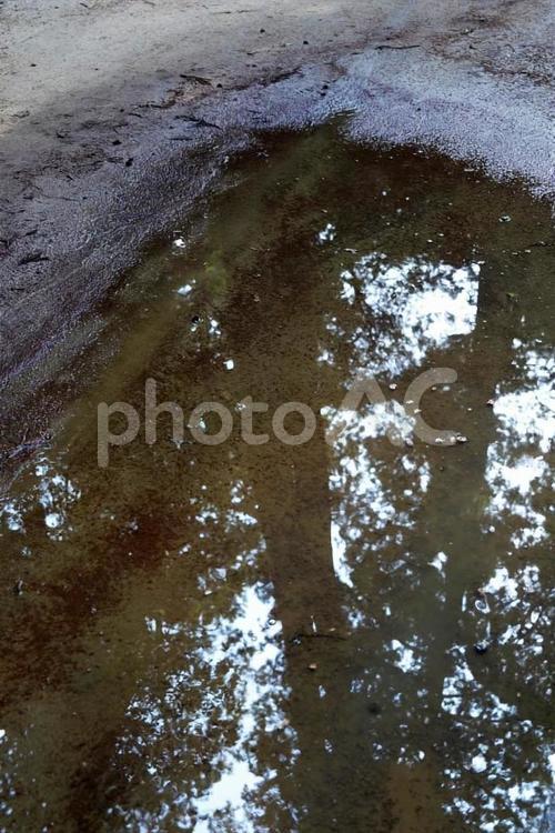 水たまりに映る木 水たまり,自然,リフレクションの写真素材