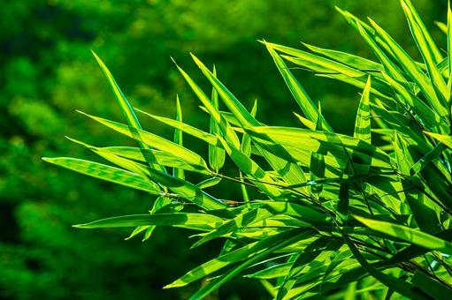 Photo, bamboo grass, fresh green, light green, 
