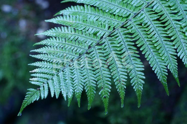 雨上がりのしっとりしたシダ植物 シダ,植物,自然の写真素材