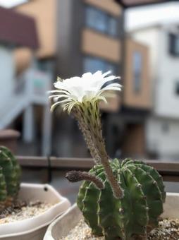 サボテンの花 サボテンの花の写真