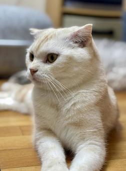 おすまし猫 おすまし猫の写真